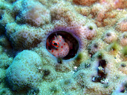 黒島　モンツキカエルウオ