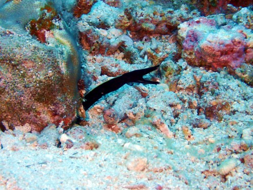 ハナヒゲの幼魚