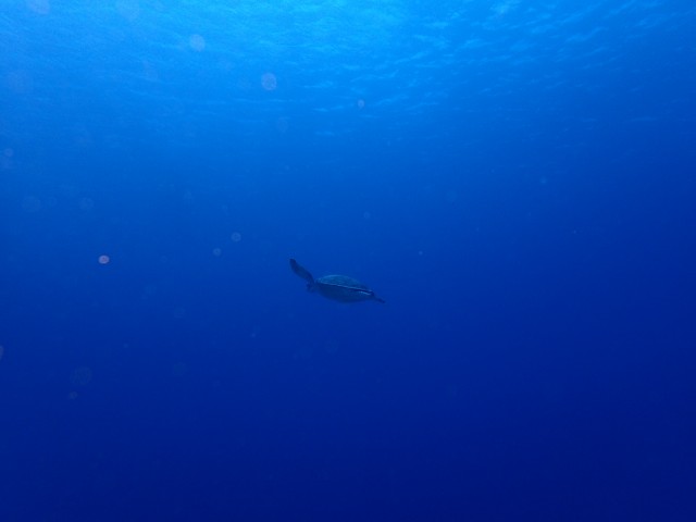 アオウミガメ