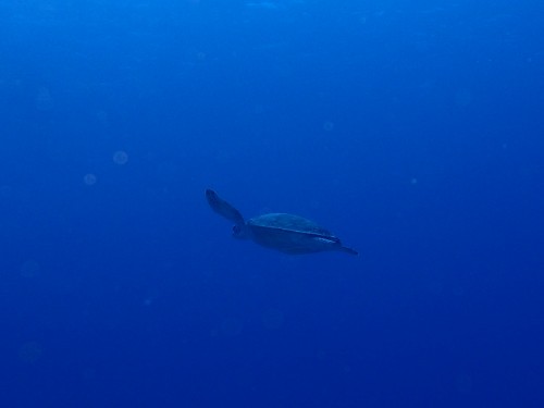 アオウミガメ