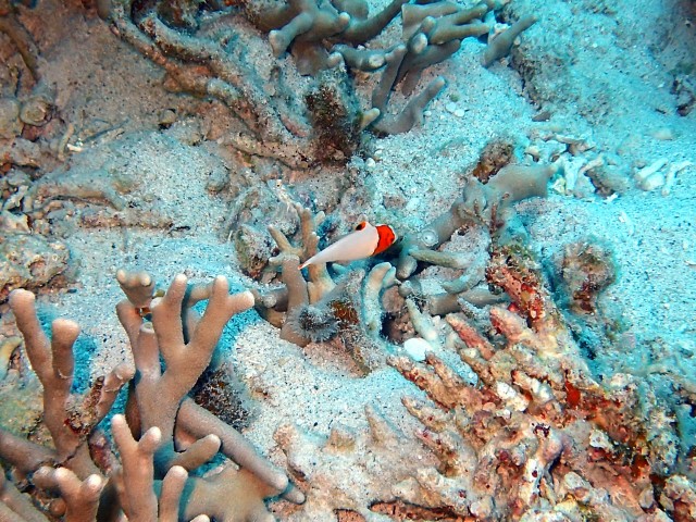 イロブダイの幼魚