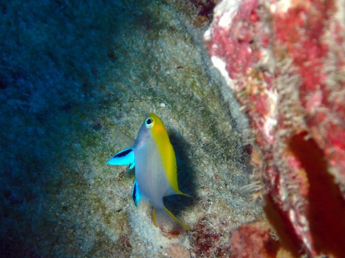 クロスズメダイの幼魚