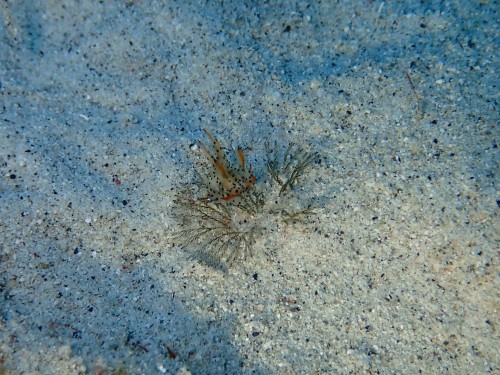 フジタウミウシ