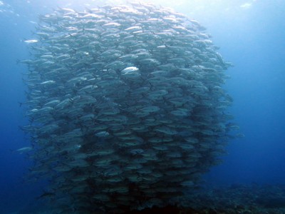 粟国島ギンガメアジ