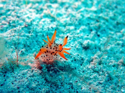 フジタウミウシ