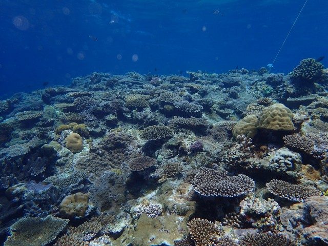 クエフ島　サンゴ