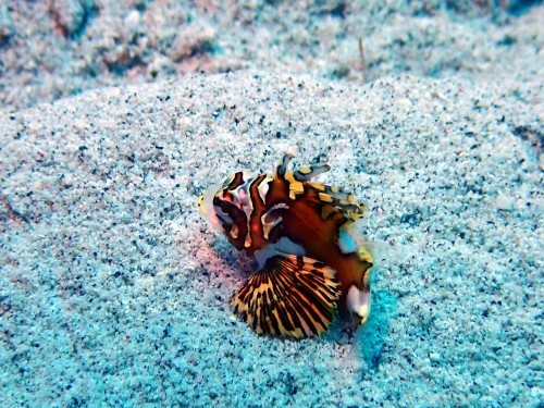 ヒレボシミノカサゴ幼魚
