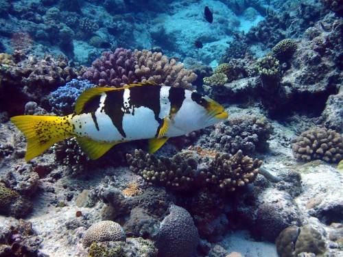 沖縄の魚