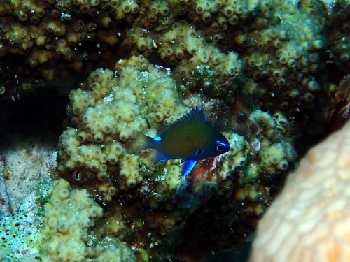 アマミスズメダイ幼魚