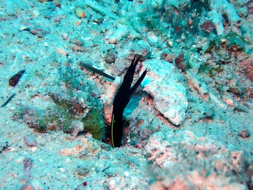 ハナヒゲの幼魚