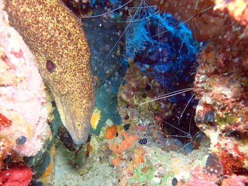 タテキンの幼魚