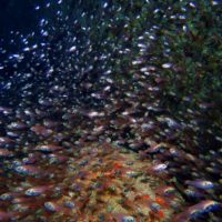 ハタンポの幼魚