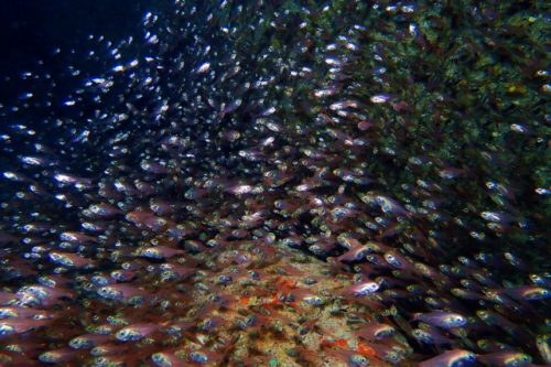 ハタンポの幼魚