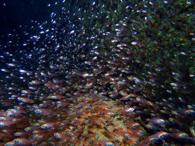 ハタンポの幼魚