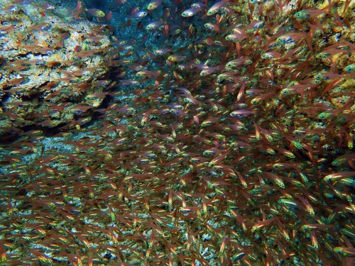 ハタンポの幼魚