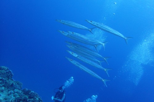 ホソカマス