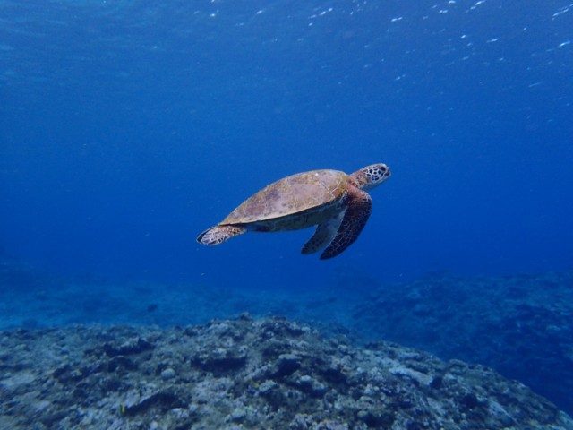 アオウミガメ