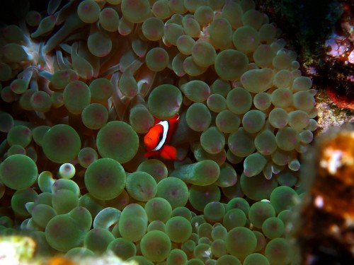 ハマクマノミの幼魚