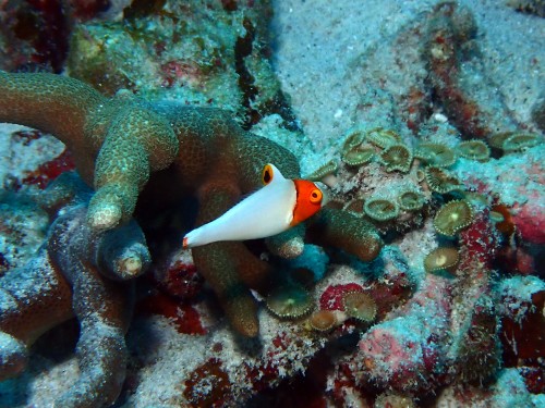 イロブダイの幼魚