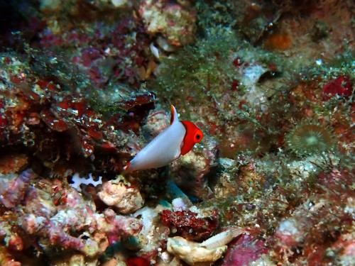 イロブダイの幼魚