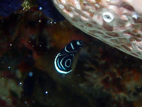 タテキン幼魚