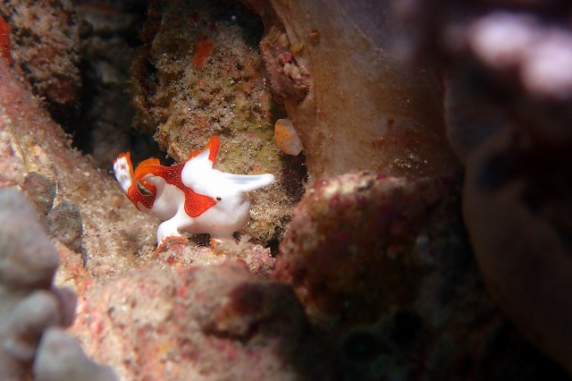 クマドリカエルアンコウ