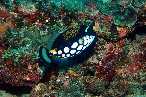 モンガラカワハギ