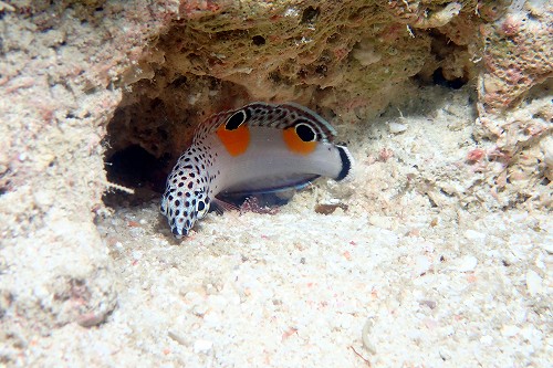 カンムリベラ幼魚