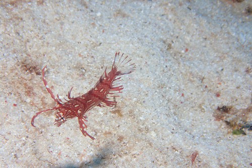 オビテンスモドキ幼魚