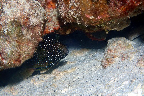 シモフリタナバタウオ