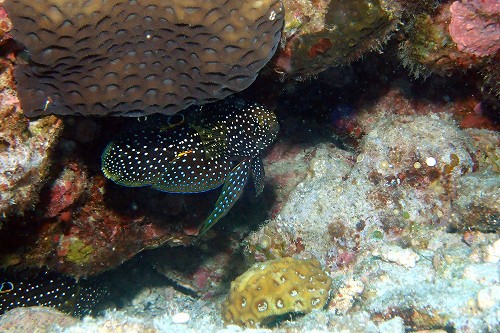 シモフリタナバタウオ