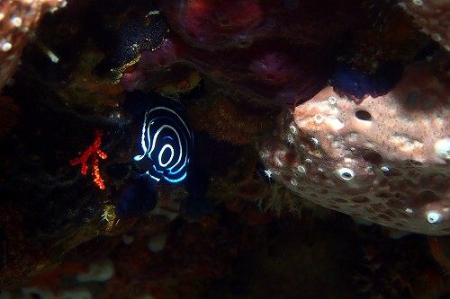 タテキンの幼魚