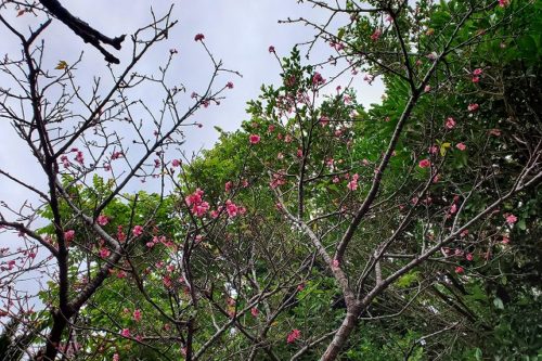 寒緋桜