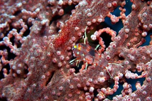 ヒオドシベラ幼魚