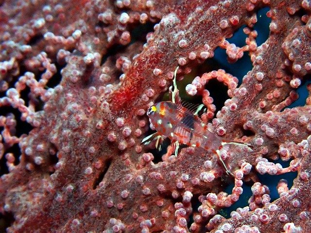 ヒオドシベラ幼魚