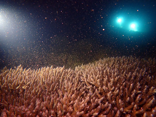 サンゴの産卵 沖縄ダイビング 那覇シーマリン 沖縄ダイビングショップ 那覇シーマリン