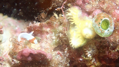 イロブダイ幼魚