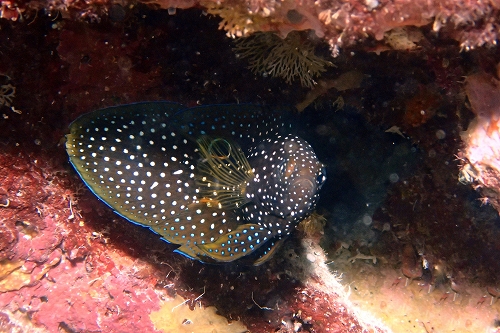 シモフリタナバタウオ