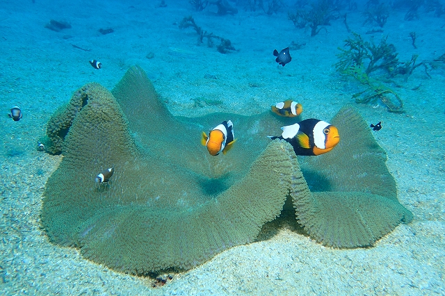 トウアカクマノミ