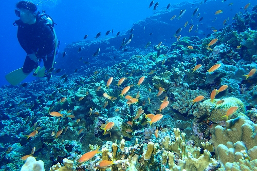 キンギョハナダイ