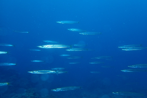 カマス