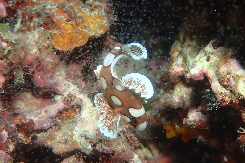 チョウチョウコショウダイ