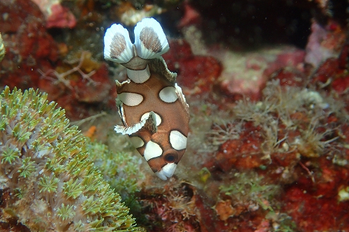 チョウチョウコショウダイ