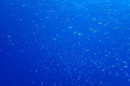キビナゴ