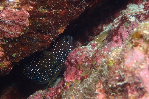 シモフリタナバタウオ