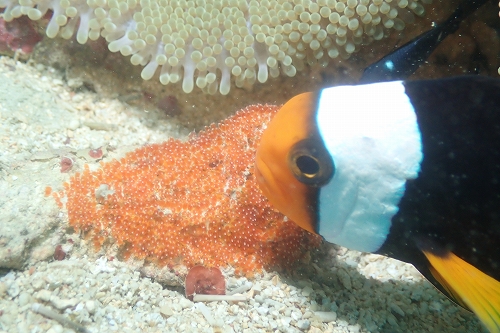 トウアカクマノミ