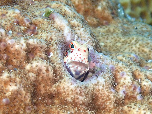 モンツキカエルウオ