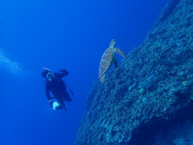 カメとダイバー