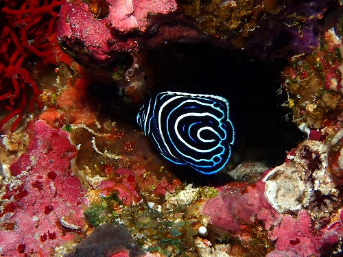 タテジマキンチャクダイ幼魚