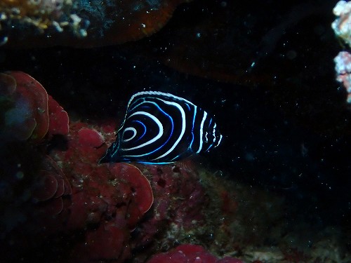 タテキンの幼魚